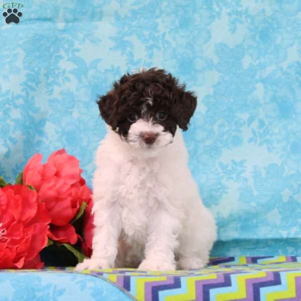 Caramel, Toy Poodle Puppy